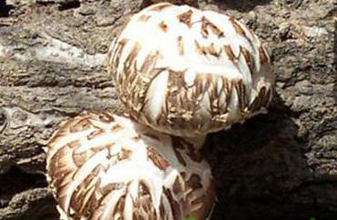 椴木上的香菇4.jpg
