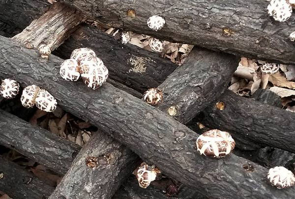 椴木上的香菇2.jpg