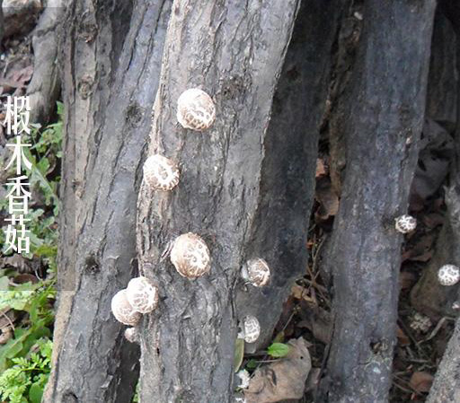 椴木上的香菇.jpg